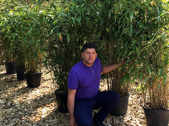 Heckenpflanzen Bambus