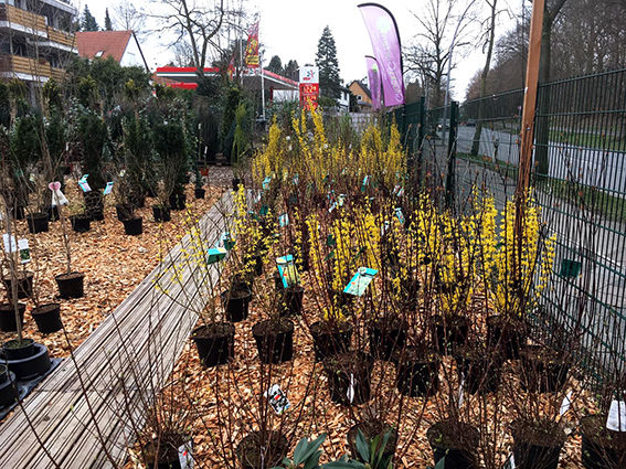 Baumschulware Glücksgarten