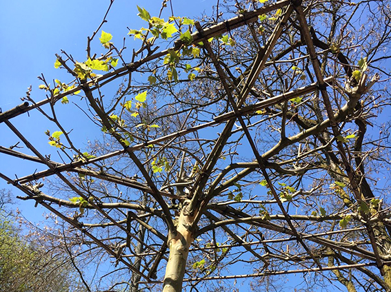 Baumschulware Glücksgarten