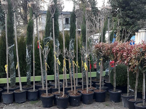 Baumschulware Glücksgarten