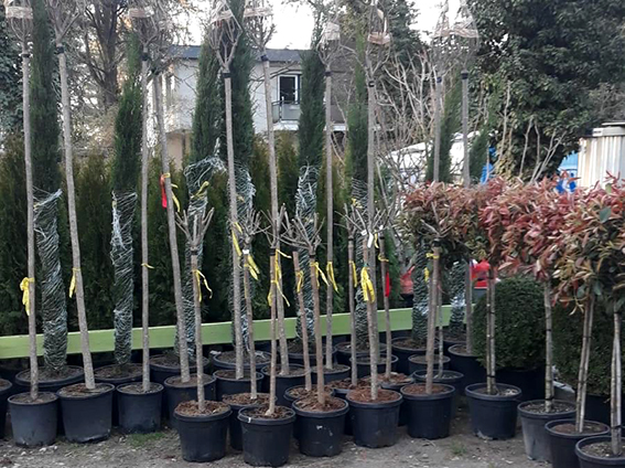 Baumschulware Glücksgarten