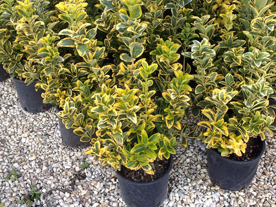 Baumschulware Glücksgarten