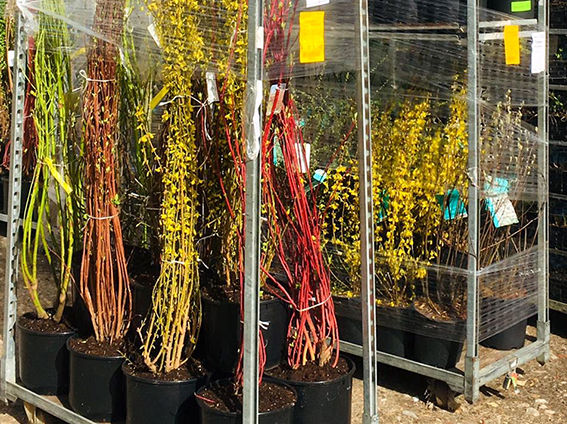 Baumschulware Glücksgarten