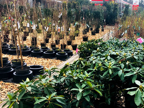 Baumschulware Gluecksgarten