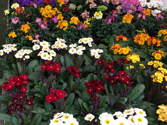 Blueher Gluecksgarten