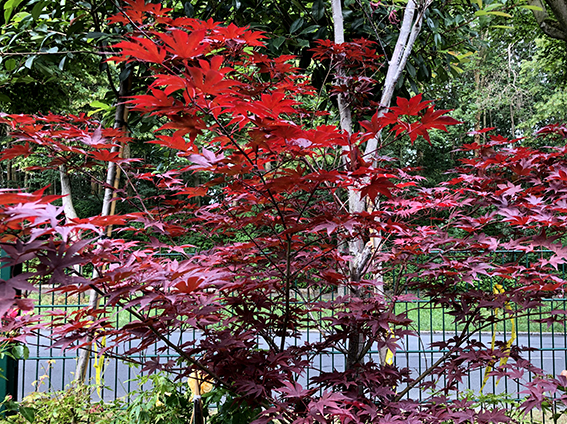 Feuerahorn Glücksgarten