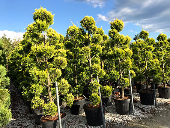 Formgehoelze Gluecksgarten