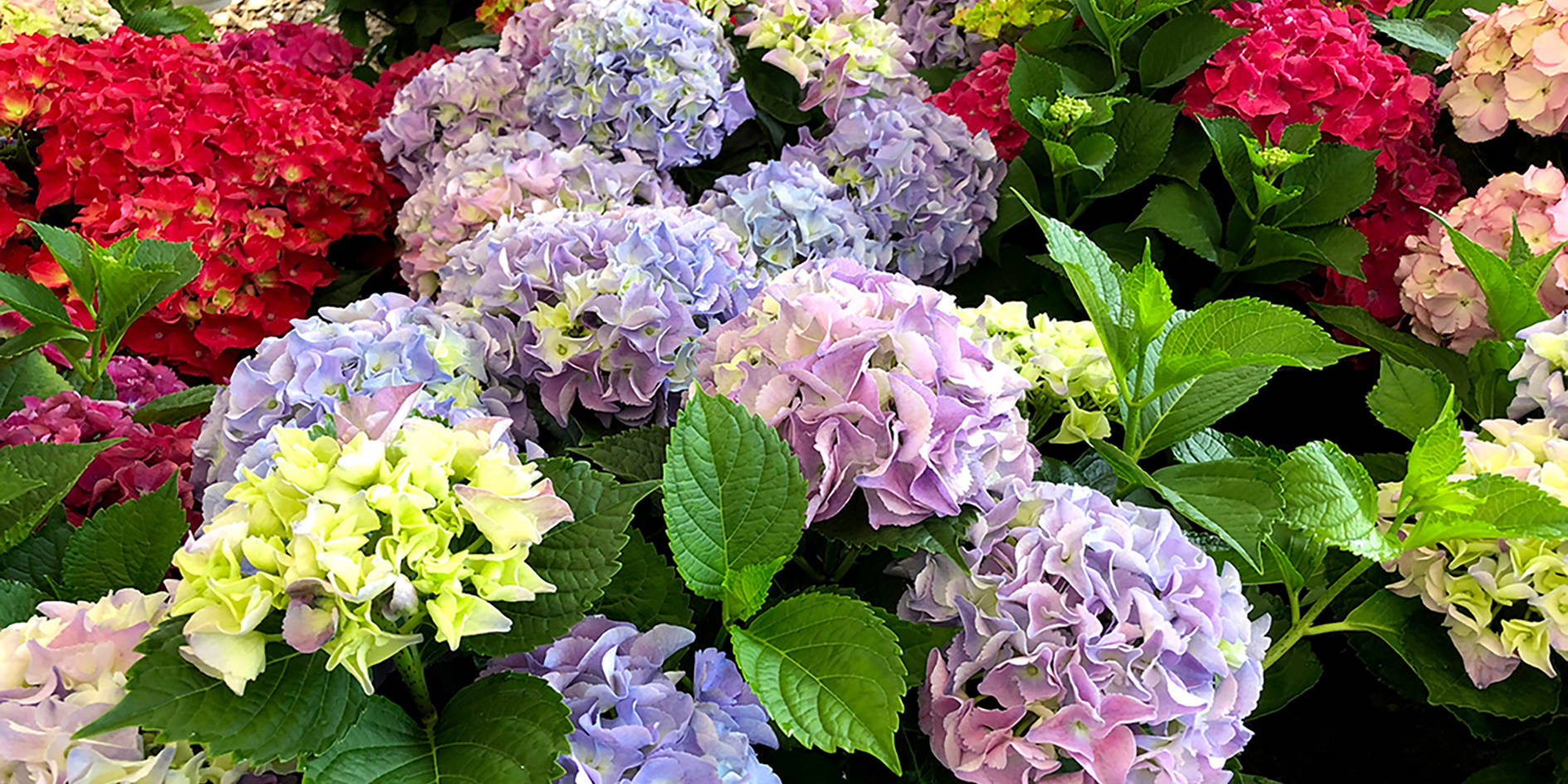 Hortensien Gluecksgarten