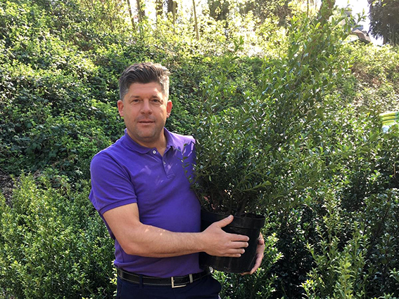 Ilex Maximowicziana Kanehirae