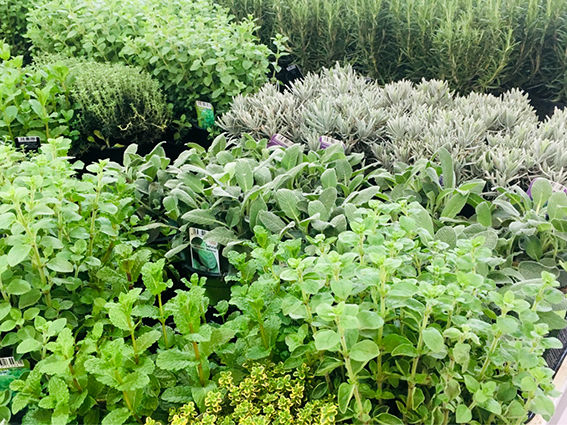 Kräuter Glücksgarten