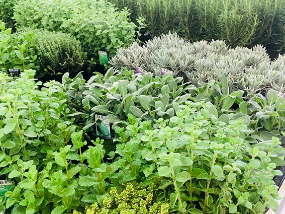 Kräuter Glücksgarten