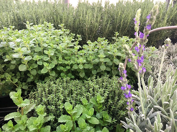 Kräuter Glücksgarten