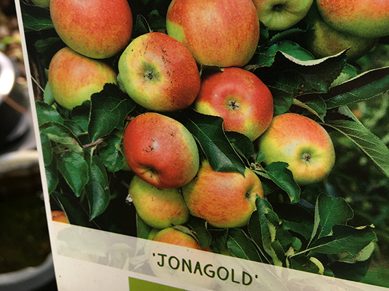 Obstgehölze Glücksgarten