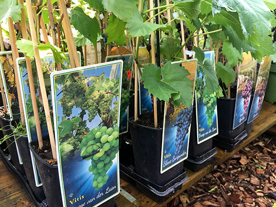 Obstgehölze Glücksgarten