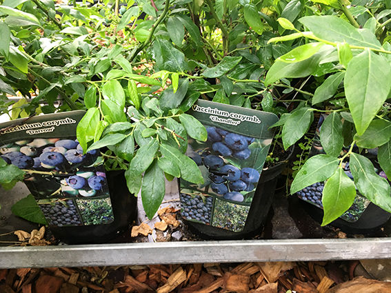 Obstgehölze Glücksgarten