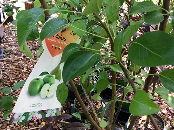 Obst und Beeren Gluecksgarten