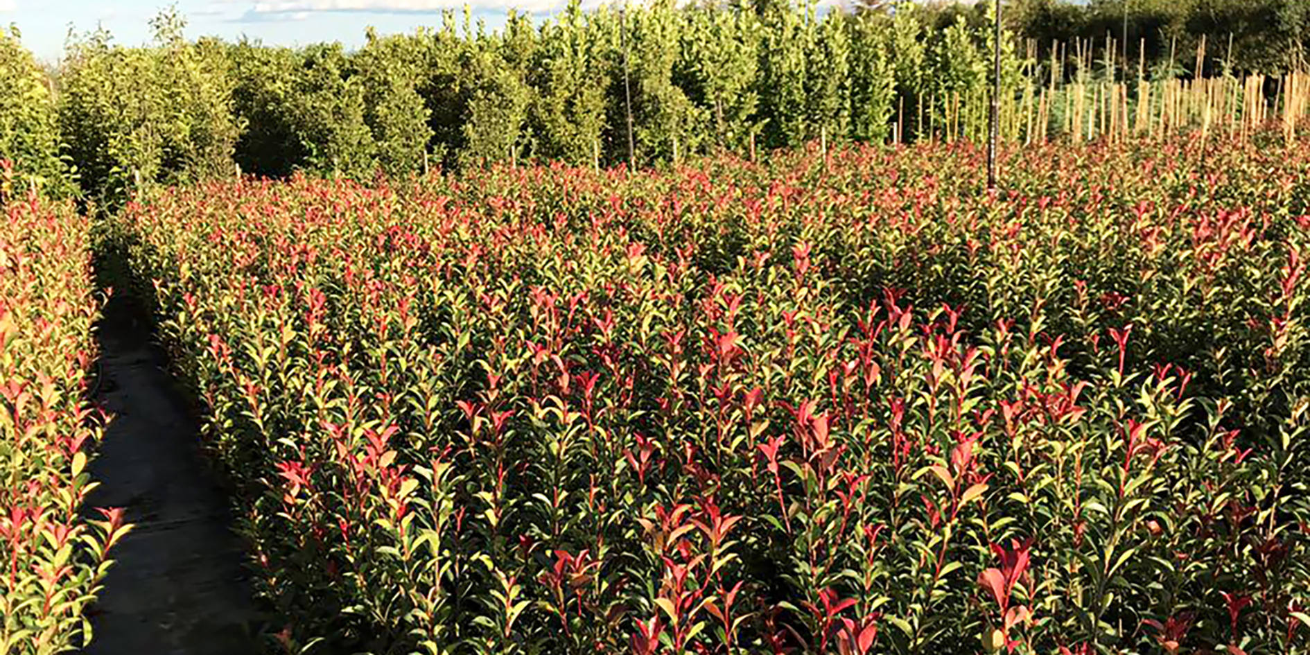 Heckenpflanzen Gluecksgarten