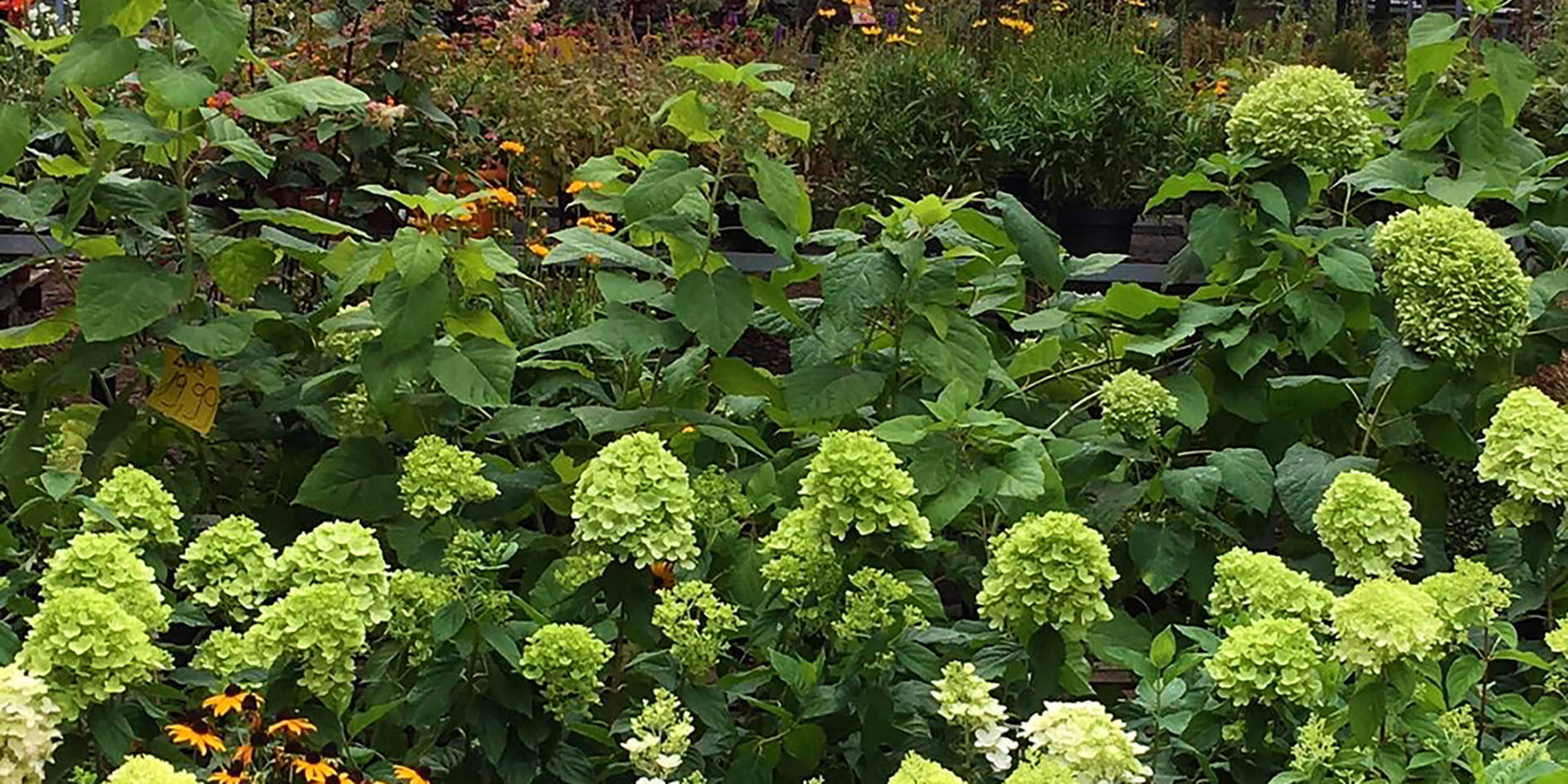 Pflanzen Gluecksgarten