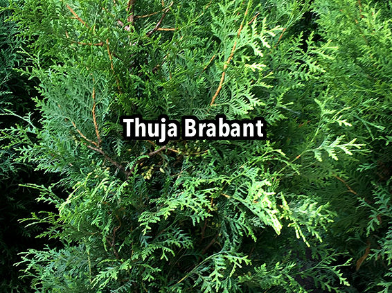 Thuja Brabant