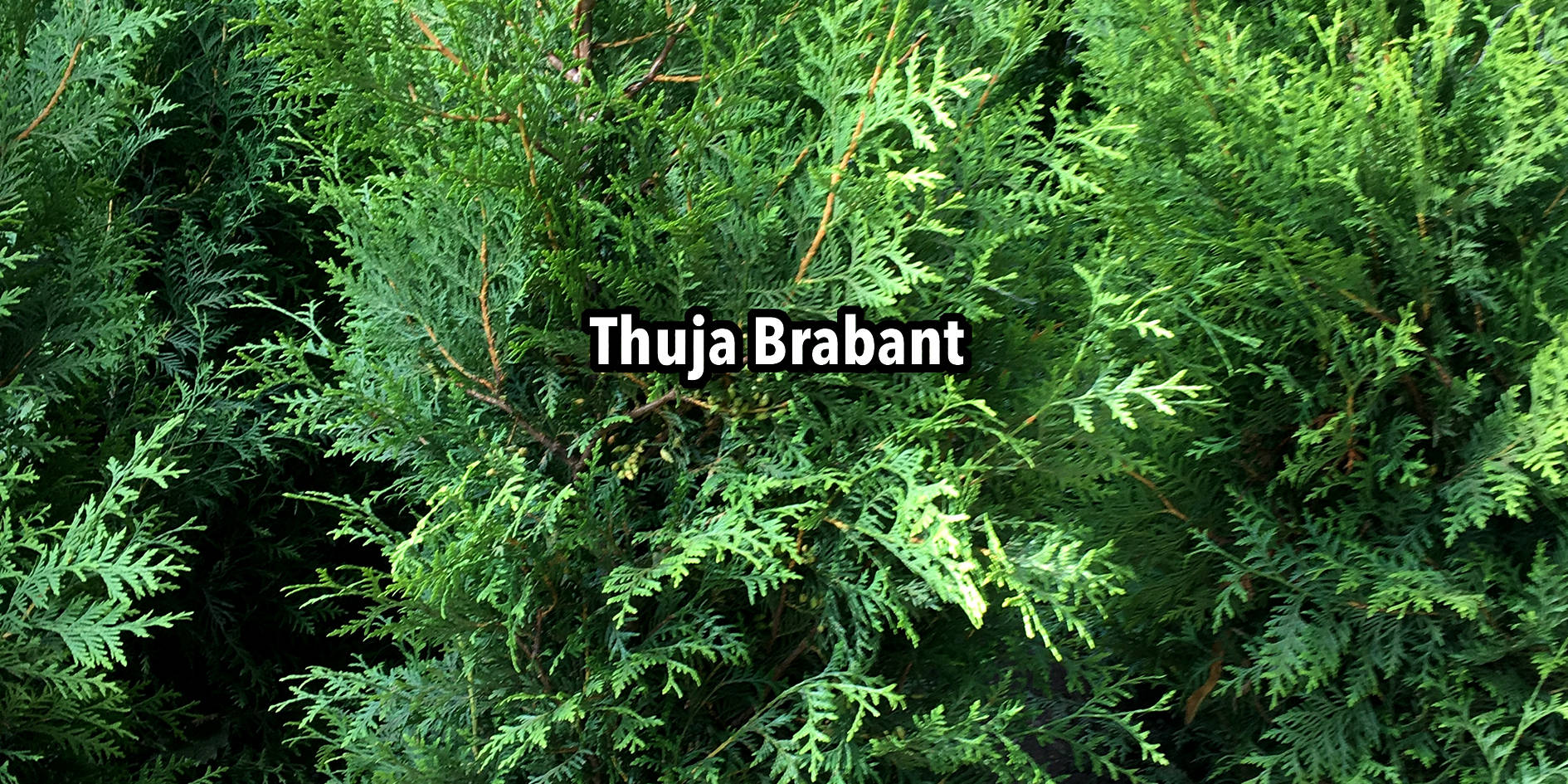 Thuja Brabant Gluecksgarten