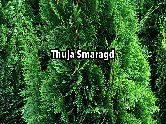 Thuja Smaragd